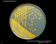 chryseobacterium on mueller-hinton agar
